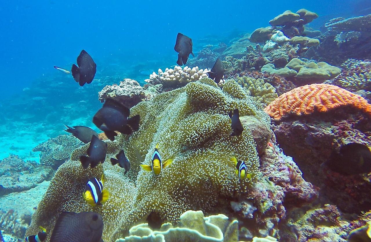 Puri Asu Resort Palau Asu Exterior foto